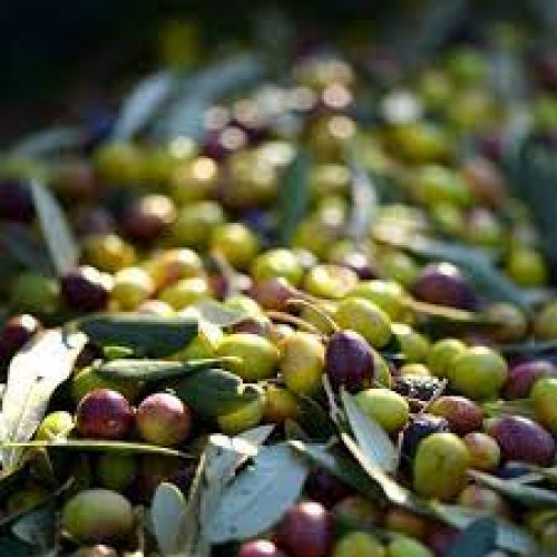 Peranzana Extra Virgin Olive Oil - Northern Hemisphere (Italy) ***JUST ARRIVED***